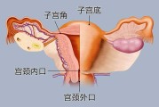 下缘覆盖宫颈内口多久能长上去