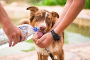 哪所大学的警犬技术专业，能助你开启未来无限可能？