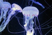 2025年，哪所大学的民族学专业能傲视群雄，分数线又是多少？