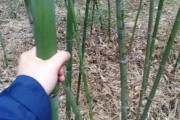 日本留学生考试