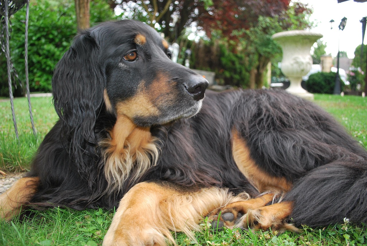 “石家庄哪家犬场，能培育出最忠诚的守护犬？”