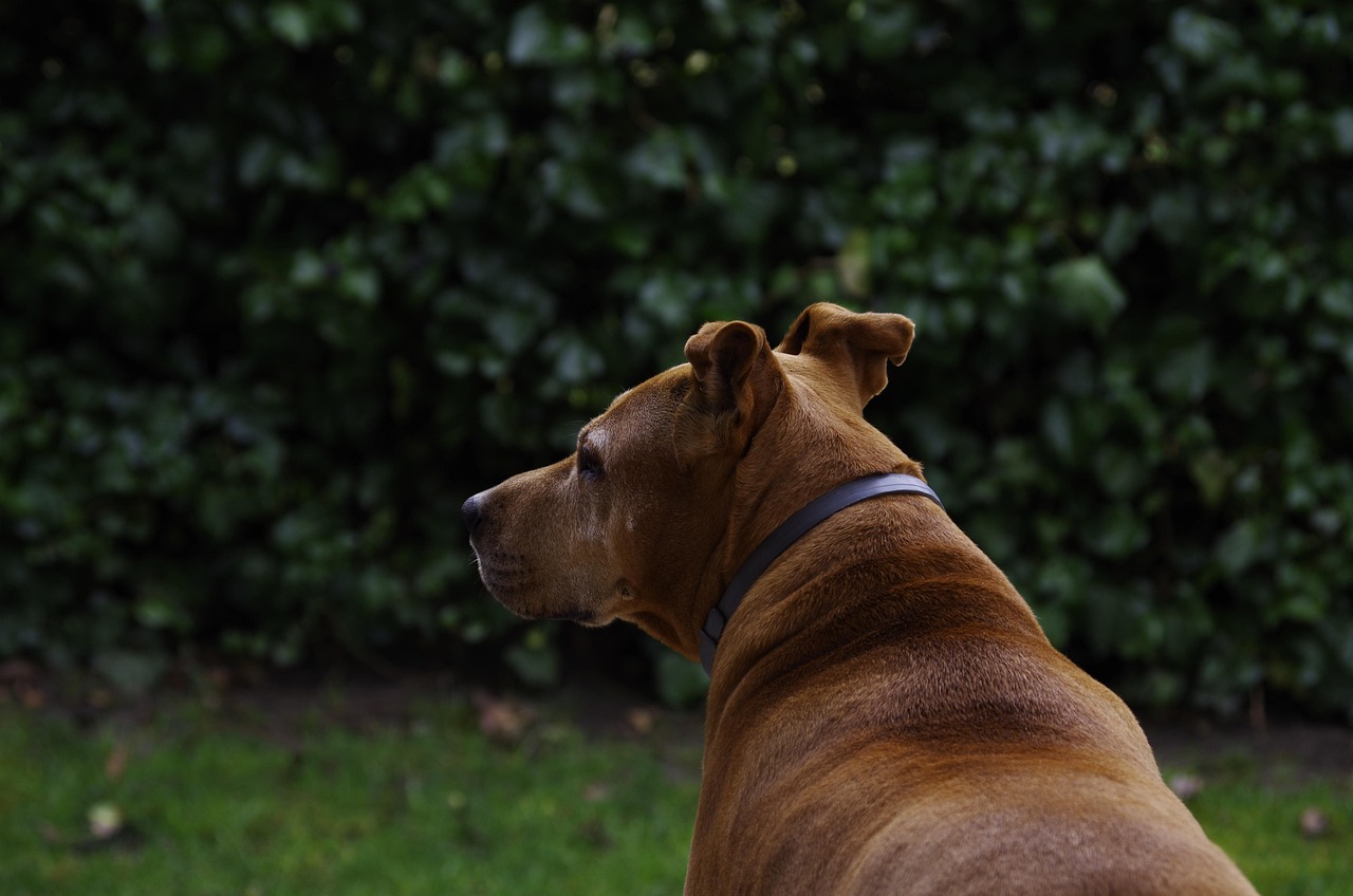 “石家庄哪家犬场，能培育出最忠诚的守护犬？”