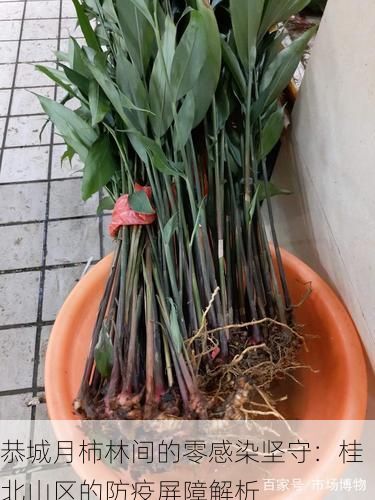 恭城月柿林间的零感染坚守:桂北山区的防疫屏障解析