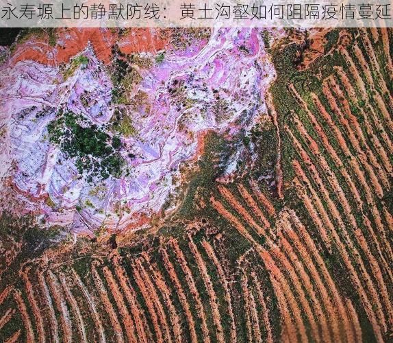 永寿塬上的静默防线：黄土沟壑如何阻隔疫情蔓延