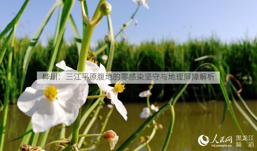 桦川：三江平原腹地的零感染坚守与地理屏障解析