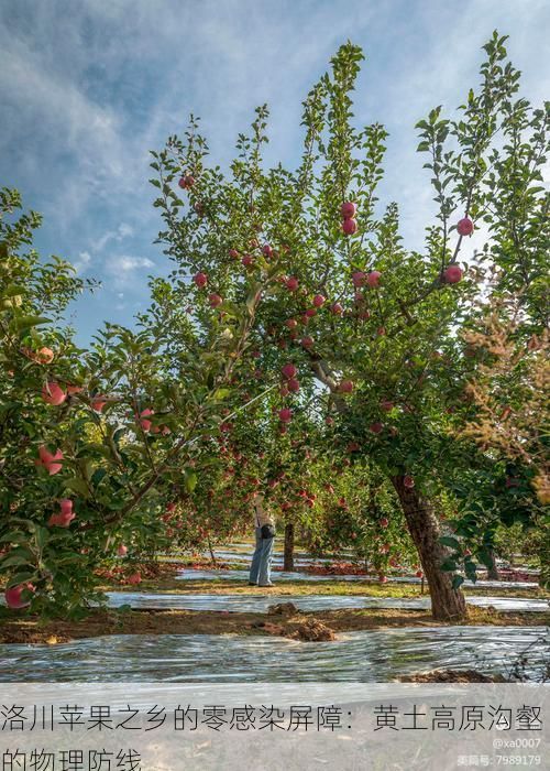 洛川苹果之乡的零感染屏障：黄土高原沟壑的物理防线