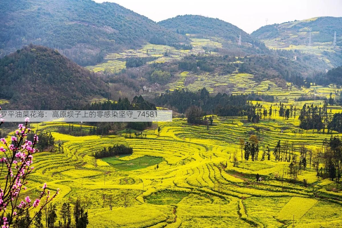 罗平油菜花海:高原坝子上的零感染坚守_74581