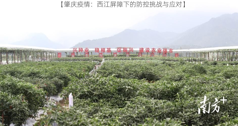 【肇庆疫情：西江屏障下的防控挑战与应对】