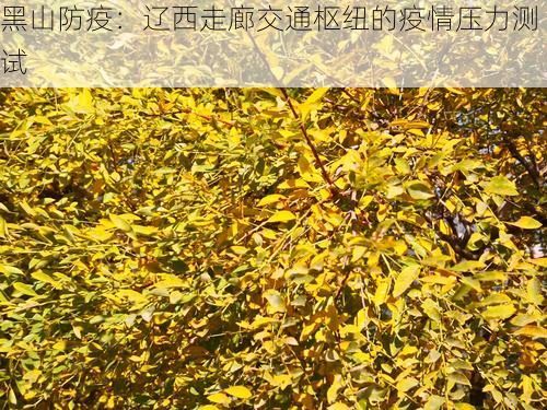 黑山防疫：辽西走廊交通枢纽的疫情压力测试