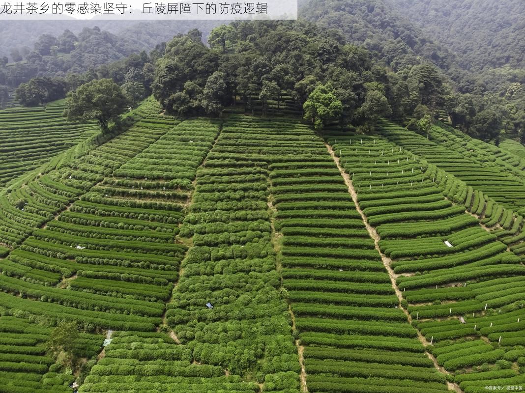 龙井茶乡的零感染坚守：丘陵屏障下的防疫逻辑