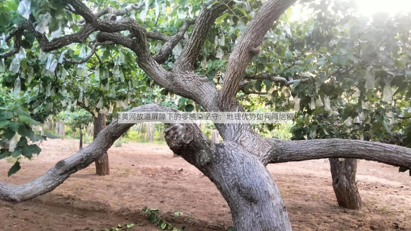 夏津黄河故道屏障下的零感染坚守：地理优势如何隔绝疫情？