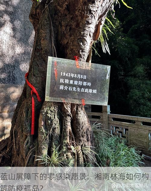 蓝山屏障下的零感染愿景:湘南林海如何构筑防疫孤岛?
