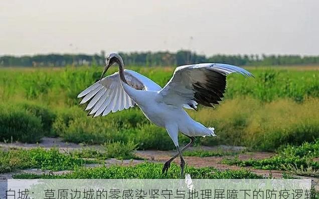 白城:草原边城的零感染坚守与地理屏障下的防疫逻辑
