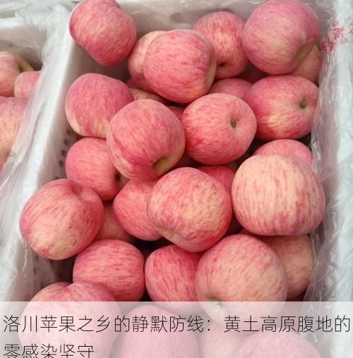 洛川苹果之乡的静默防线:黄土高原腹地的零感染坚守