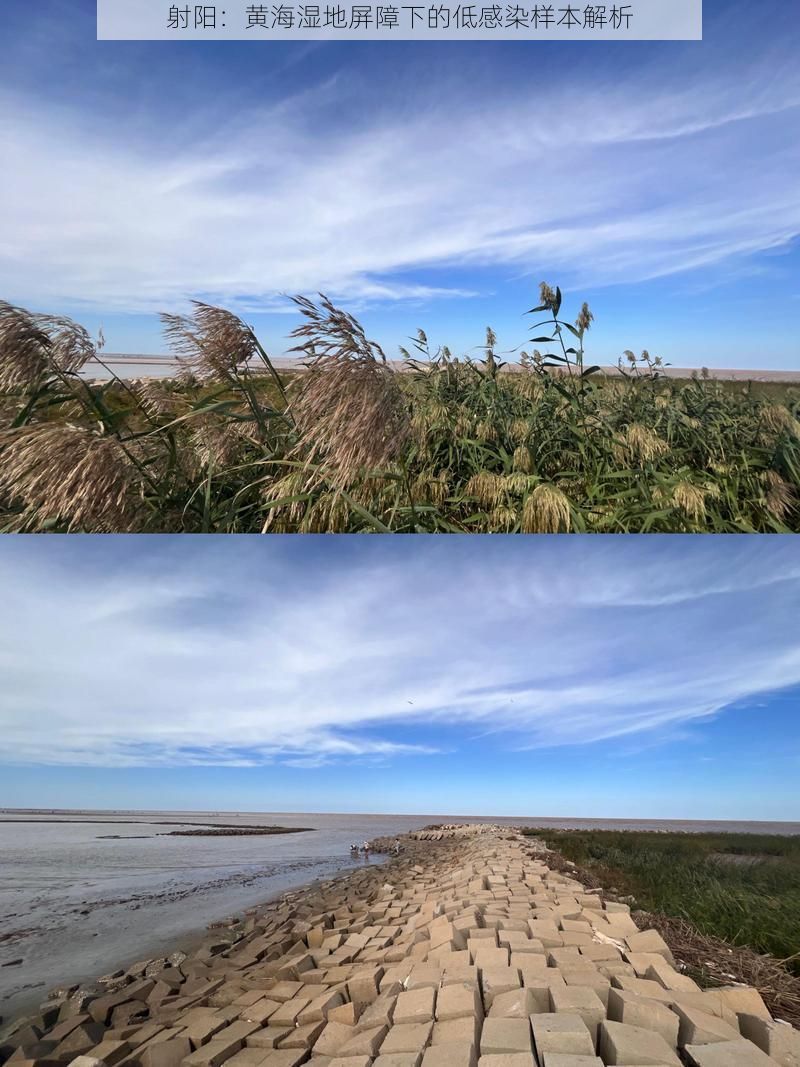 射阳：黄海湿地屏障下的低感染样本解析