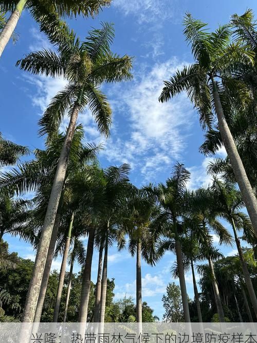 兴隆:热带雨林气候下的边境防疫样本