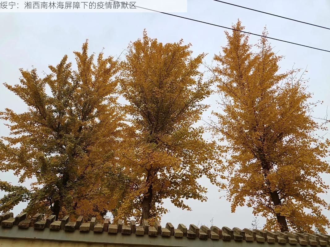 绥宁：湘西南林海屏障下的疫情静默区