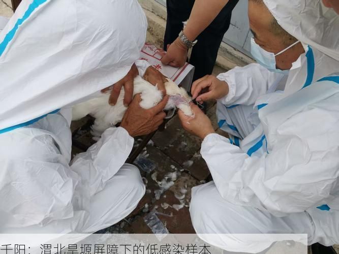 千阳：渭北旱塬屏障下的低感染样本