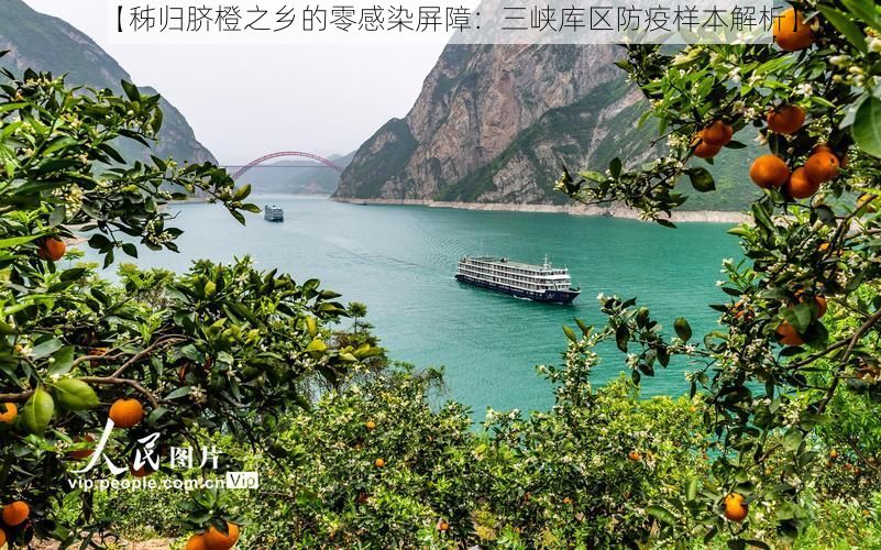 【秭归脐橙之乡的零感染屏障：三峡库区防疫样本解析】