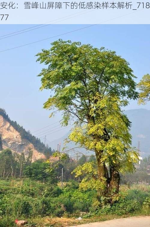 安化：雪峰山屏障下的低感染样本解析_71877