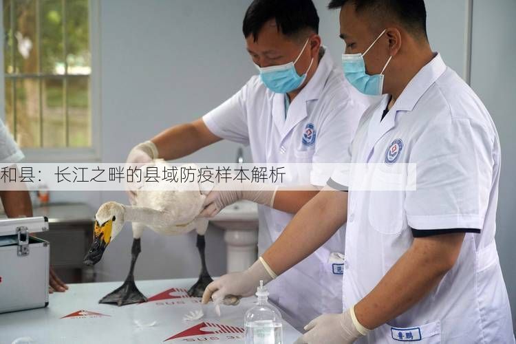 和縣：長(zhǎng)江之畔的縣域防疫樣本解析