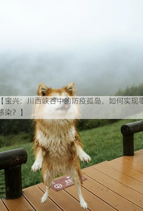 【宝兴：川西峡谷中的防疫孤岛，如何实现零感染？】