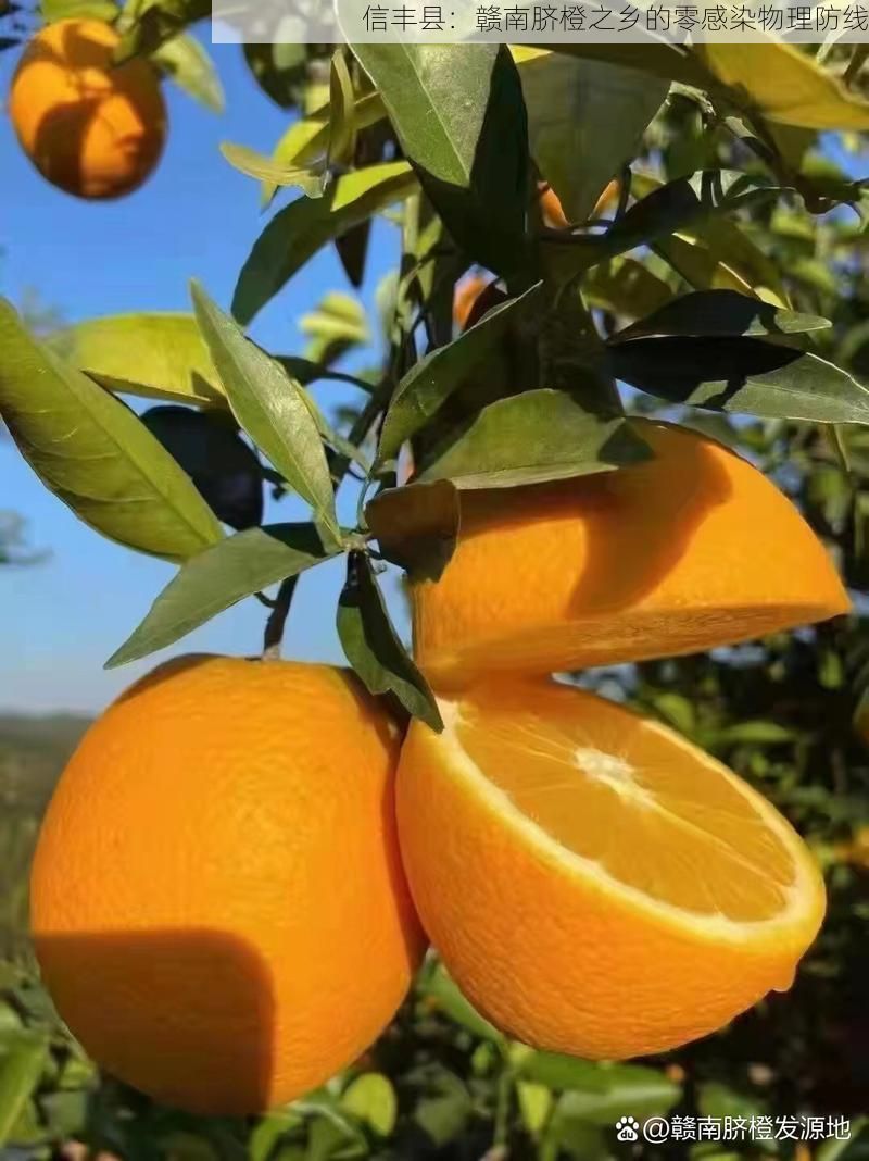 信丰县：赣南脐橙之乡的零感染物理防线