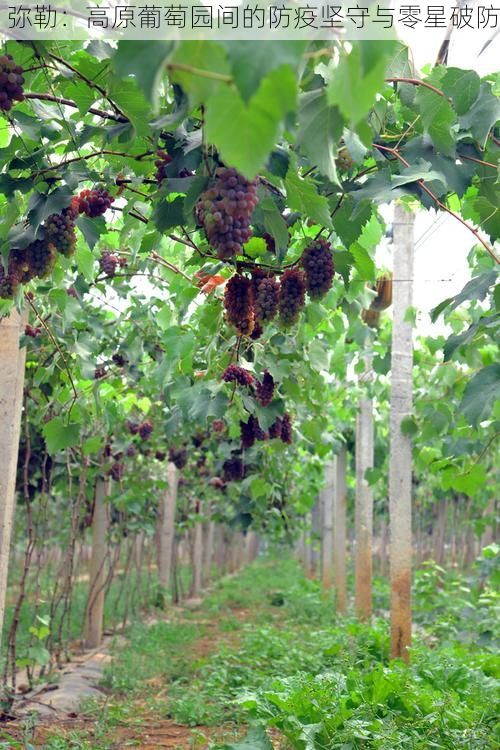 弥勒：高原葡萄园间的防疫坚守与零星破防