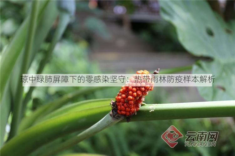 琼中绿肺屏障下的零感染坚守：热带雨林防疫样本解析