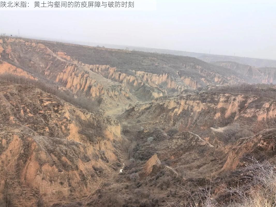 陕北米脂：黄土沟壑间的防疫屏障与破防时刻