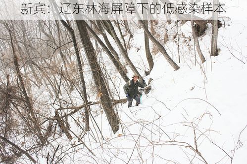 新宾：辽东林海屏障下的低感染样本