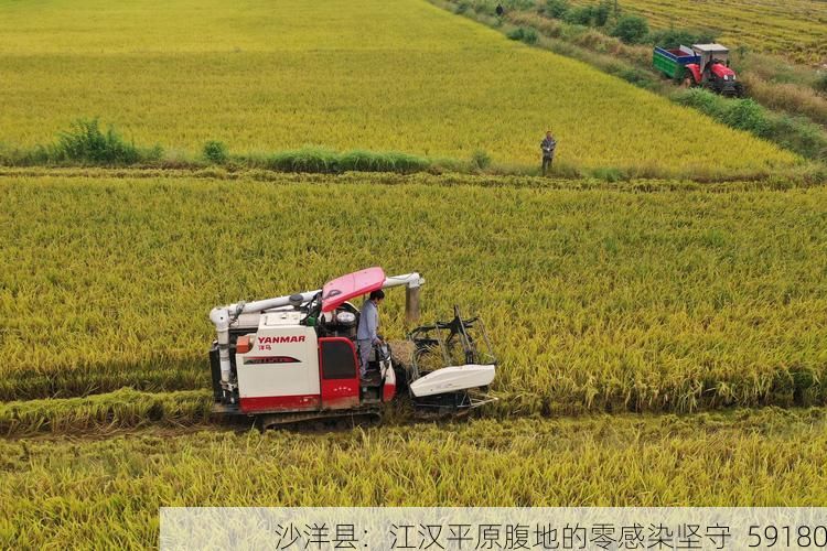 沙洋县：江汉平原腹地的零感染坚守_59180