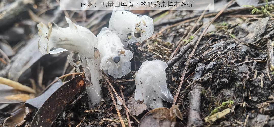 南涧：无量山屏障下的低感染样本解析