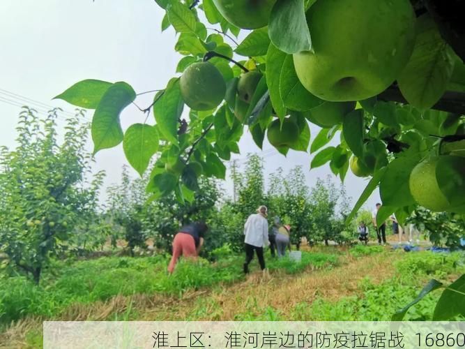 淮上区：淮河岸边的防疫拉锯战_16860