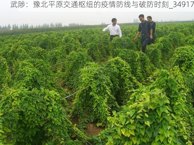 武陟：豫北平原交通枢纽的疫情防线与破防时刻_34917