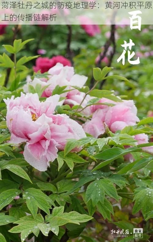 菏泽牡丹之城的防疫地理学：黄河冲积平原上的传播链解析