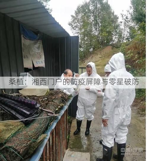 桑植：湘西门户的防疫屏障与零星破防