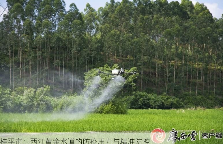 桂平市:西江黄金水道的防疫压力与精准防控
