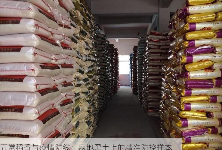 五常稻香与疫情防线：寒地黑土上的精准防控样本