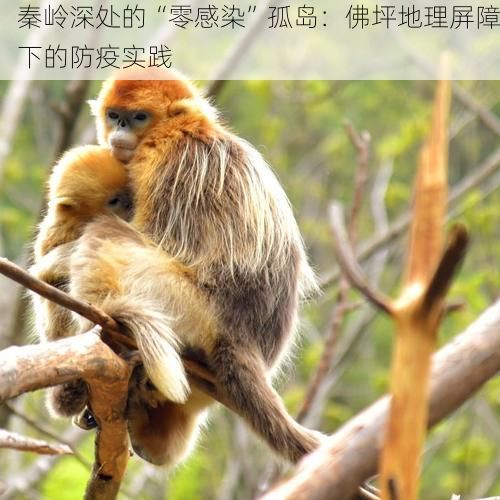 秦岭深处的“零感染”孤岛:佛坪地理屏障下的防疫实践