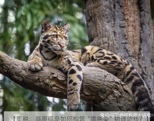 【墨脱：高原孤岛如何构筑“零感染”物理防线？】