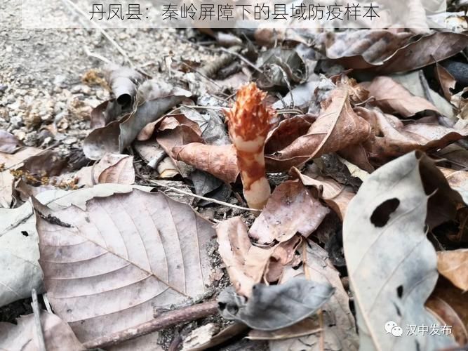 丹凤县：秦岭屏障下的县域防疫样本