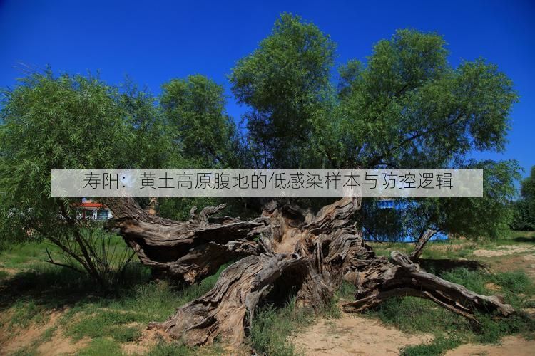 寿阳:黄土高原腹地的低感染样本与防控逻辑