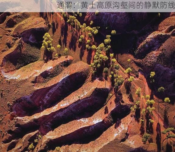 通渭：黄土高原沟壑间的静默防线