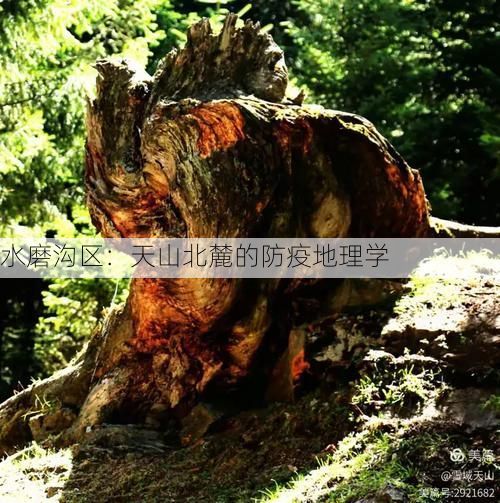 水磨沟区：天山北麓的防疫地理学