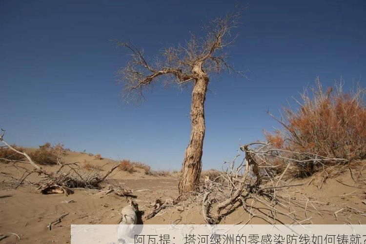 阿瓦提:塔河绿洲的零感染防线如何铸就?