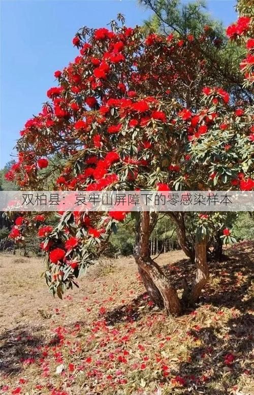 双柏县:哀牢山屏障下的零感染样本