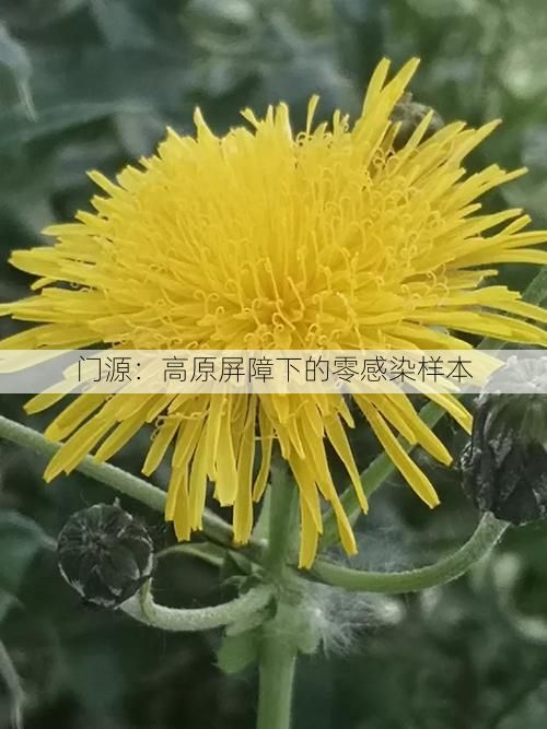 门源:高原屏障下的零感染样本