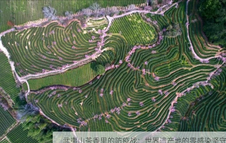 武夷山茶香里的防疫战:世界遗产地的零感染坚守