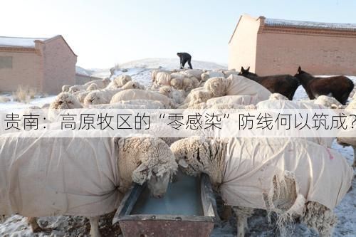 贵南：高原牧区的“零感染”防线何以筑成？